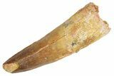 Real Fossil Spinosaurus Tooth - Large Dinosaur Tooth #360450-1
